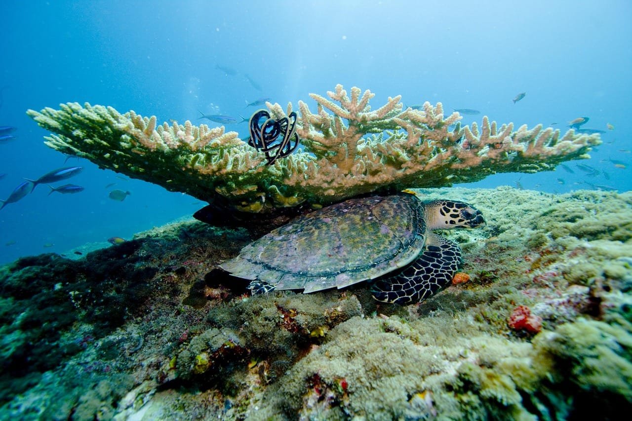 coral, sea, ocean, underwater, nature, diving, maldives